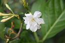 img_1237 * 1200 x 800 * (55KB)