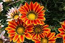 img_1643 * 1200 x 800 * (174KB)